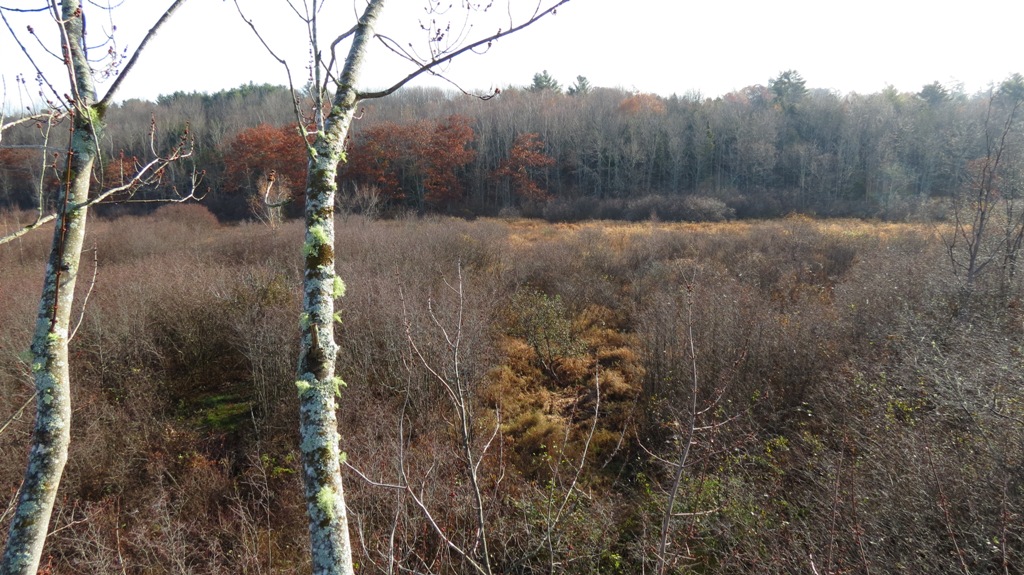 View from Tree stand from where I shot my buck