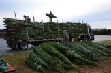 Load of Fraser Fir Christmas Trees from Quebec