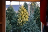 Dave's Maine Trees on Display in Lynchburg, Virginia